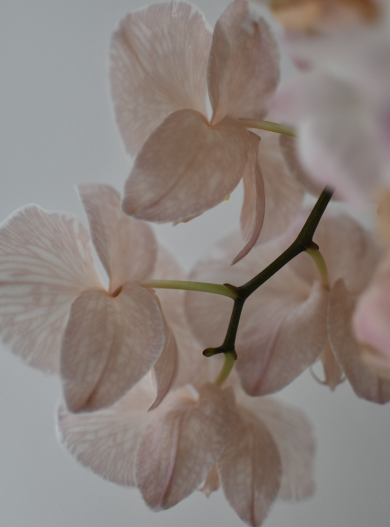 woollahra.ig5 woollahra.ig5